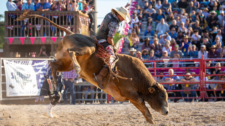 Cowboy riding bull